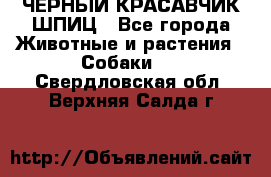 ЧЕРНЫЙ КРАСАВЧИК ШПИЦ - Все города Животные и растения » Собаки   . Свердловская обл.,Верхняя Салда г.